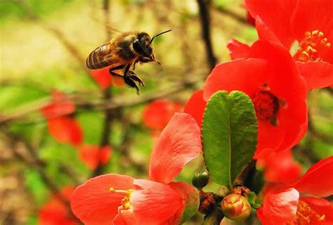 蜜蜂飞进家里风水|【蜜蜂入屋風水】風水密碼：蜜蜂入屋的吉凶預兆，揭開家運興衰。